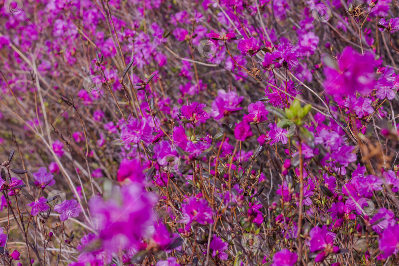 Скачать Цветы азалии распускаются весной фотосток Ozero