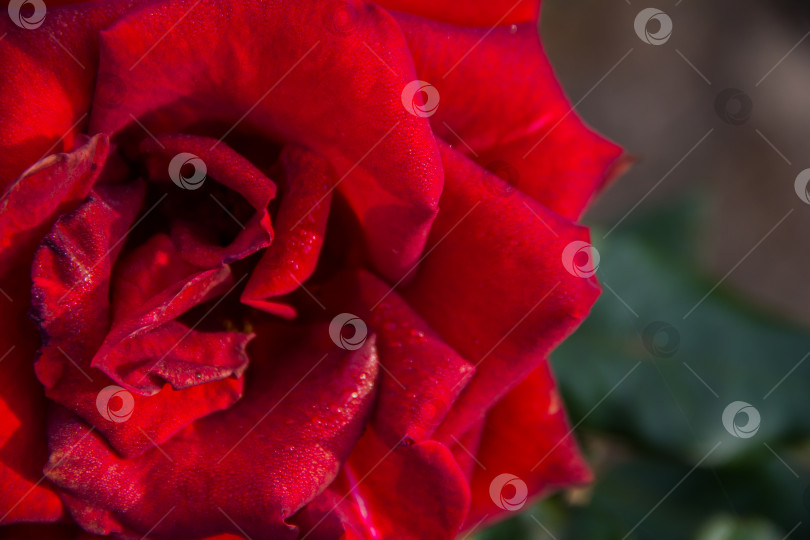 Скачать Красная роза с капельками воды на лепестках, крупный план фотосток Ozero