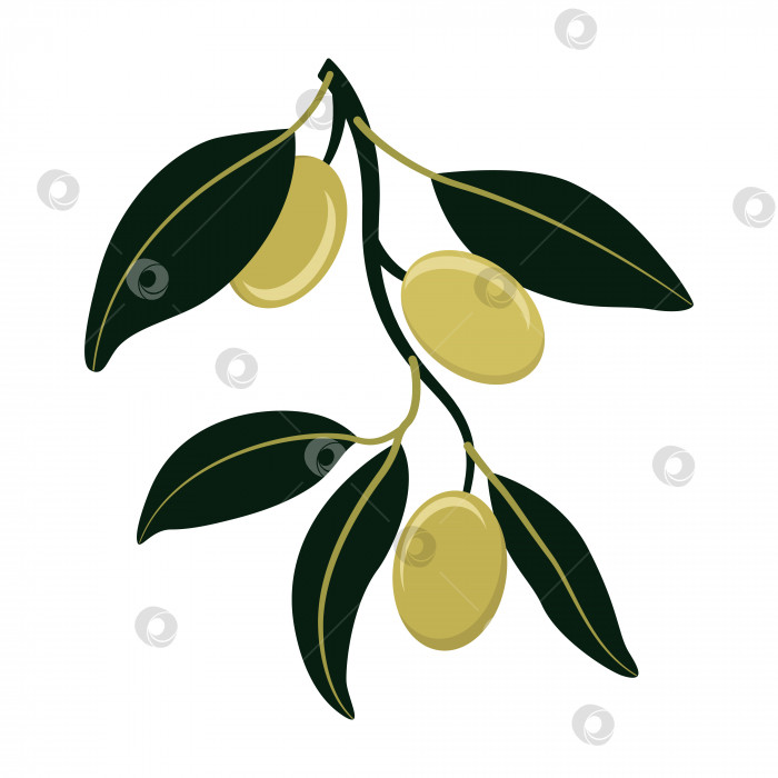 Скачать Оливковая ветвь с зелеными оливками, выделенными на белом фоне фотосток Ozero