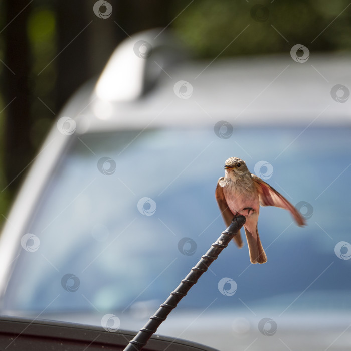 Скачать Серая мухоловка сидит на автомобильной антенне. Крылья птицы расправлены, клюв приоткрыт. На солнечном фоне серая мухоловка на автомобиле. фотосток Ozero