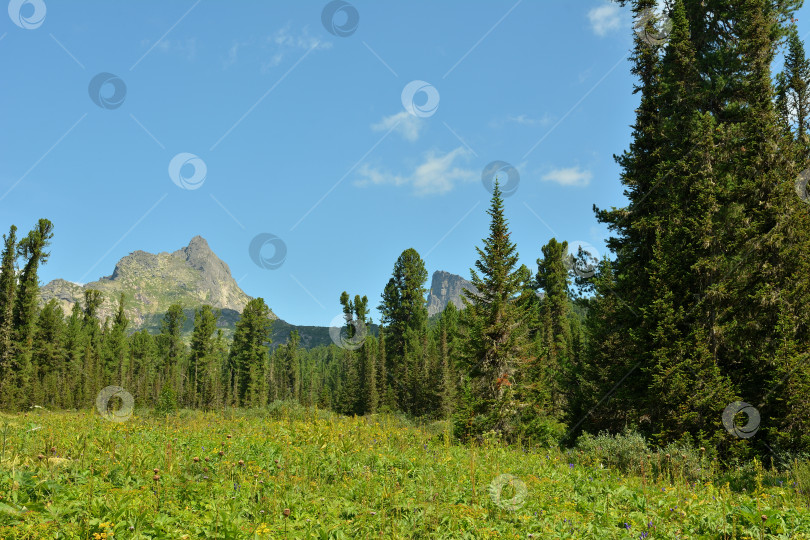 Скачать Небольшая поляна, окруженная высоким кедровым лесом, с видом на высокую скалу в солнечный летний день. фотосток Ozero