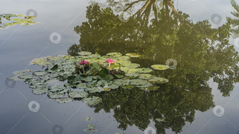 Скачать В пруду цветут ярко-розовые водяные лилии, окруженные зелеными листьями. фотосток Ozero