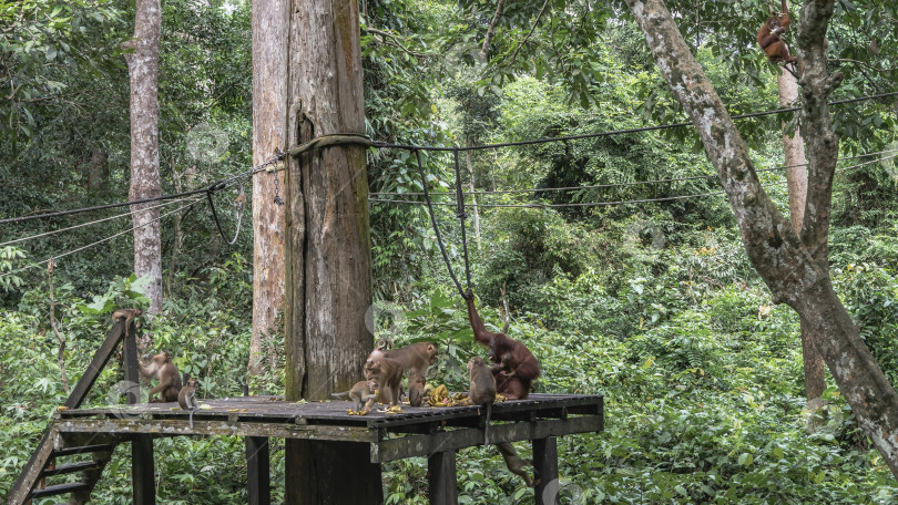 Скачать Время кормления в центре реабилитации орангутангов "Сепилок". фотосток Ozero