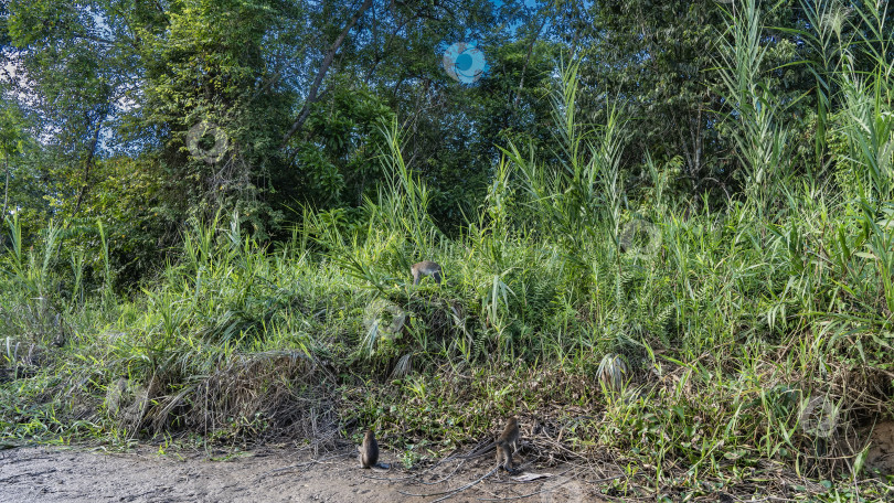 Скачать Семейство длиннохвостых обезьян резвится в зарослях сочной зеленой травы. фотосток Ozero