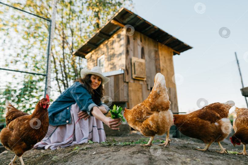 Скачать Женщина-фермер кормит цыплят солнечным утром на домашней ферме фотосток Ozero