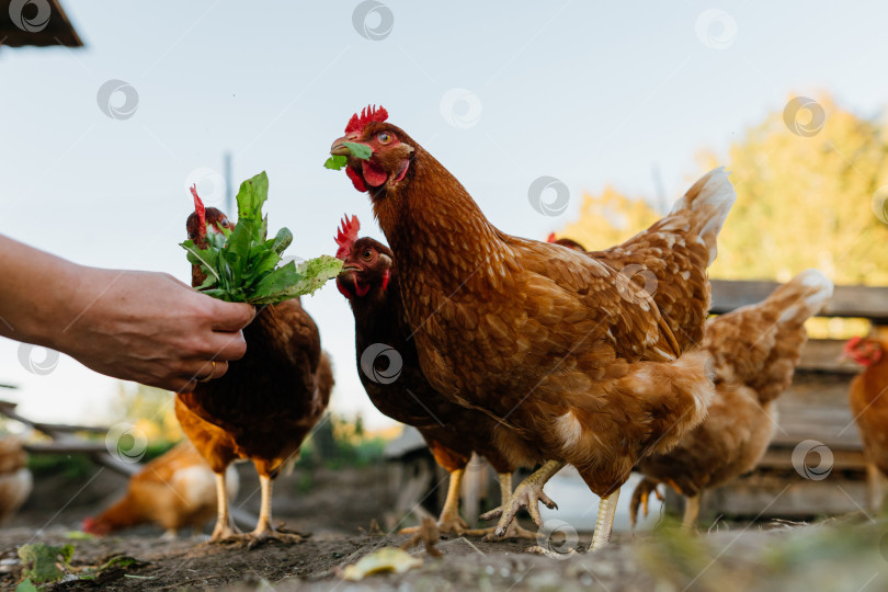 Скачать Крупный план цыплят, поедающих зелень из человеческих рук. фотосток Ozero