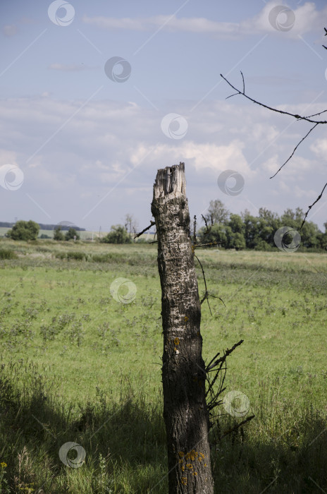 Скачать Сухой ствол дерева на лугу в солнечный день. фотосток Ozero