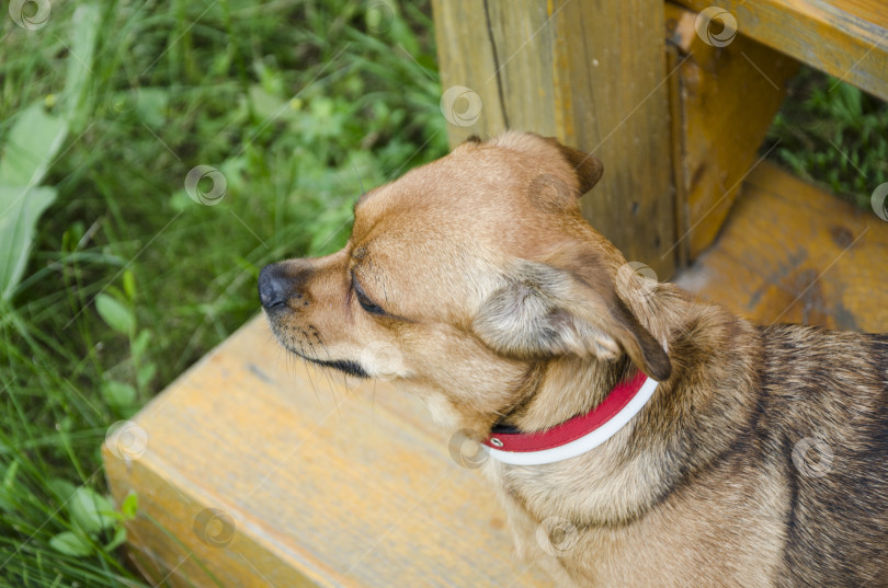 Скачать Собака чихуахуа лежит на деревянной скамейке в саду фотосток Ozero