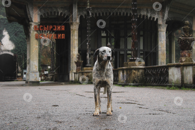 Скачать собака на заброшенное станции Псцырха фотосток Ozero