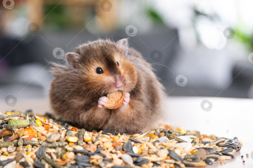Скачать Забавный пушистый сирийский хомячок сидит на горсти семечек и ест, набивая щеки семенами. Корм для домашнего грызуна, витамины. Крупный план фотосток Ozero