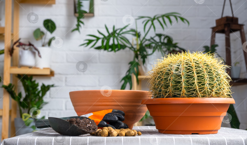 Скачать Пересадка разросшегося домашнего растения - большого колючего кактуса Echinocactus Gruzoni в новый горшок большего размера. Уход за комнатным растением, защитные перчатки, дренаж, горшок, почва, лопатка на столе фотосток Ozero