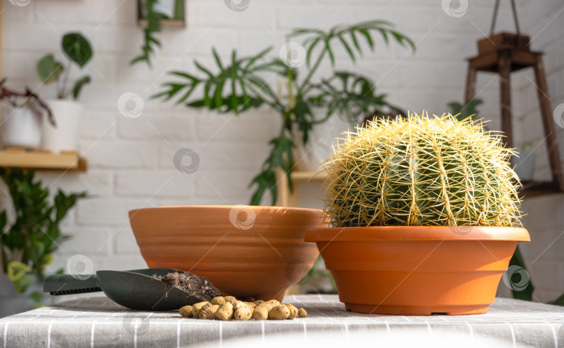 Скачать Пересадка разросшегося домашнего растения - большого колючего кактуса Echinocactus Gruzoni в новый горшок большего размера. Уход за комнатным растением, защитные перчатки, дренаж, горшок, почва, лопатка на столе. фотосток Ozero