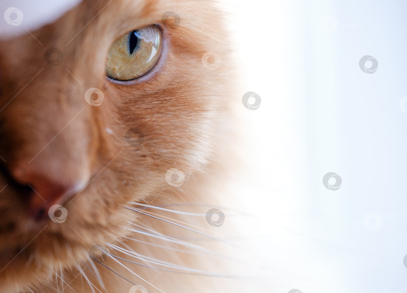 Скачать красивый оранжевый кошачий глаз крупным планом фотосток Ozero