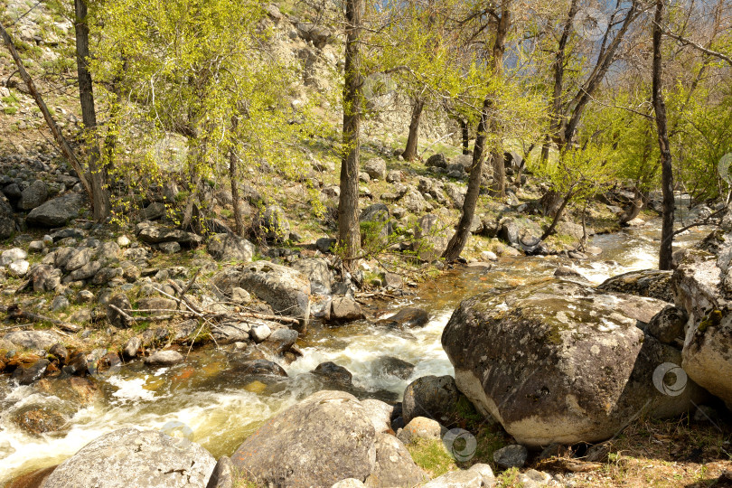 Скачать Бурный горный ручей течет по весеннему лесу, огибая деревья и камни в солнечный весенний день. фотосток Ozero