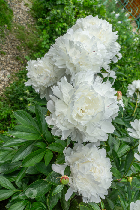 Скачать Большие белые цветы пиона фотосток Ozero
