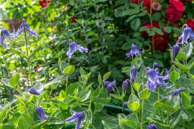 Скачать Цветы клематиса цельнолистного в саду фотосток Ozero
