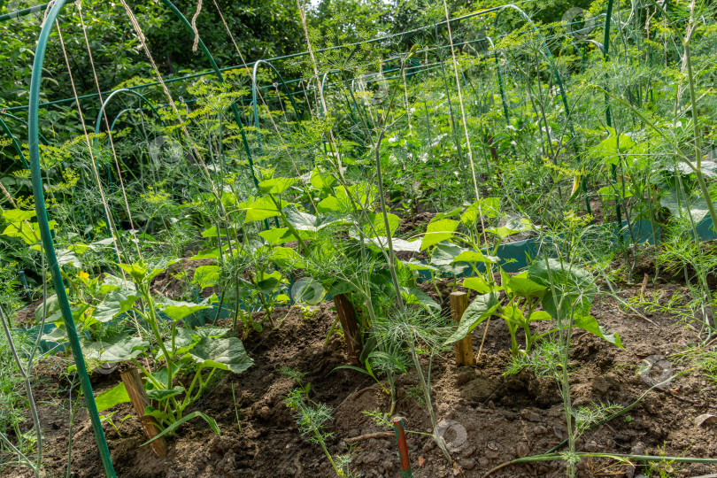 Скачать В саду растут растения огурца фотосток Ozero