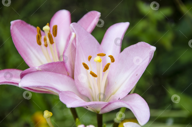 Скачать Цветок розовой лилии в саду, крупный план. На фоне природы фотосток Ozero