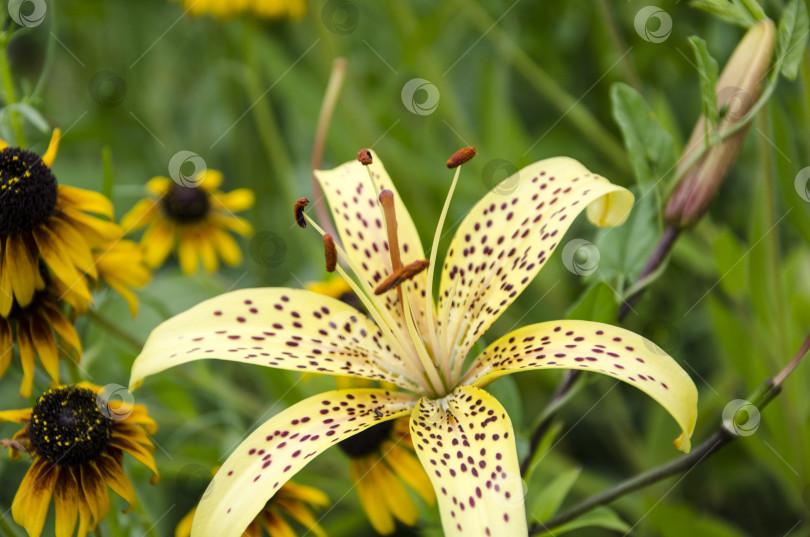 Скачать Цветок желтой лилии на фоне зеленой травы в саду фотосток Ozero