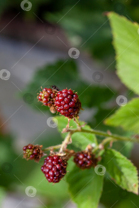 Скачать Ежевика обыкновенная Rubus ulmifolius летняя ягода красная, когда она незрелая, и черная, когда созрела фотосток Ozero