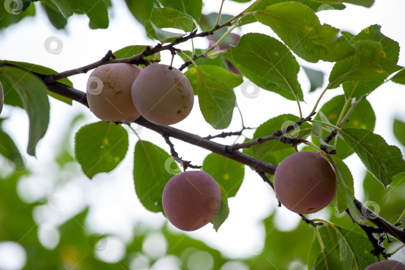 Скачать Ветка сливового дерева, детали плодов фотосток Ozero