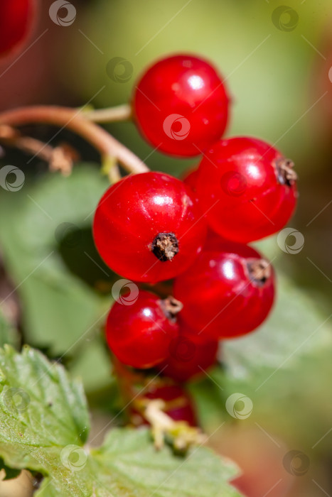 Скачать На ветке куста созрели ягоды красной смородины (Ribes rubrum). фотосток Ozero