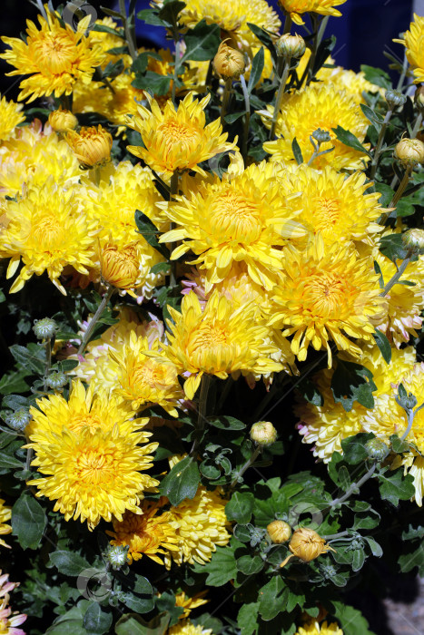 Скачать цветущий куст ярко-желтых хризантем фотосток Ozero