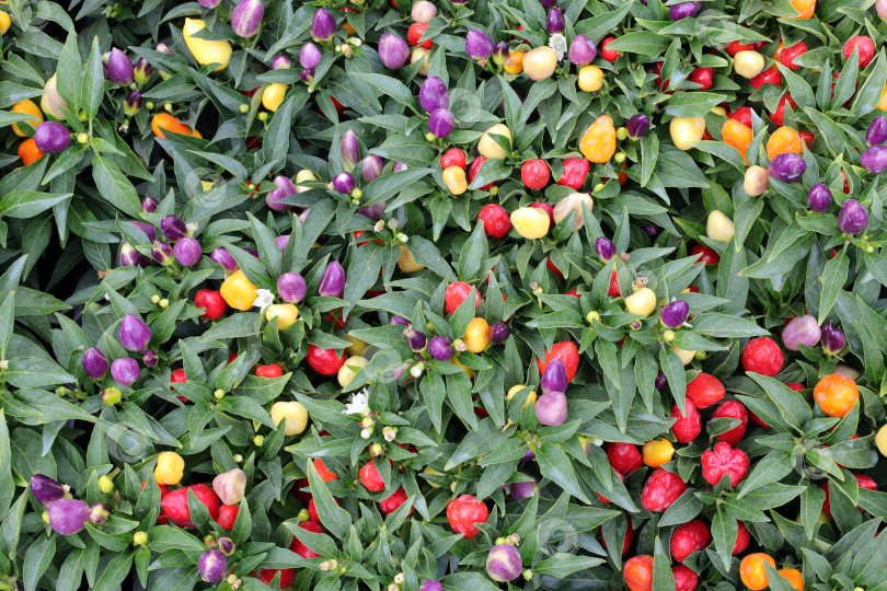 Скачать на кустах растет разноцветный перец. цветной растительный фон фотосток Ozero