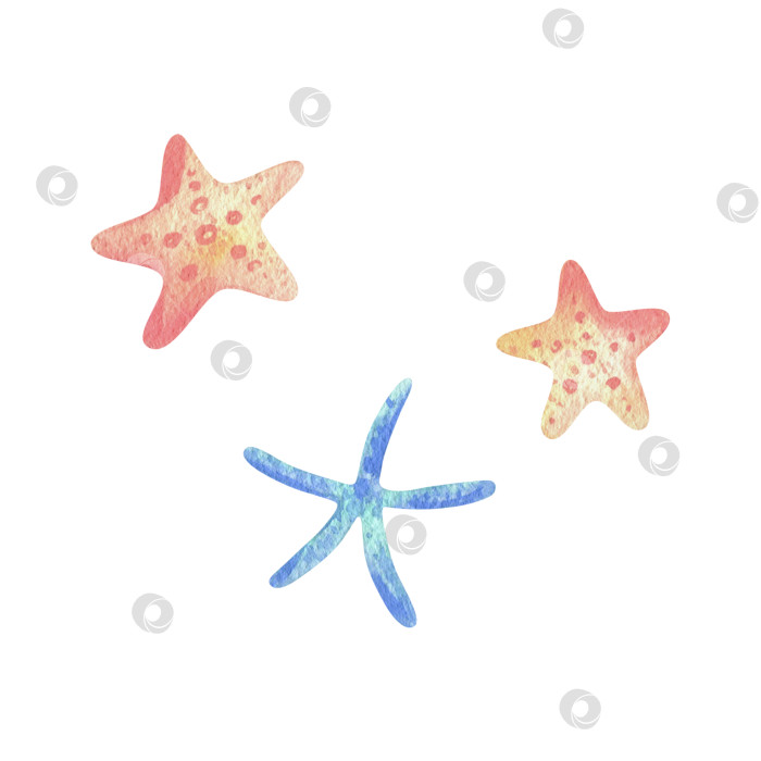 Скачать Морские звезды, обитатели океанических подводных коралловых рифов. Акварельная иллюстрация, выполненная от руки в пастельных тонах: голубом, бирюзовом, мятном, розовом, персиковом, коралловом. Набор элементов, выделяющихся на фоне. фотосток Ozero