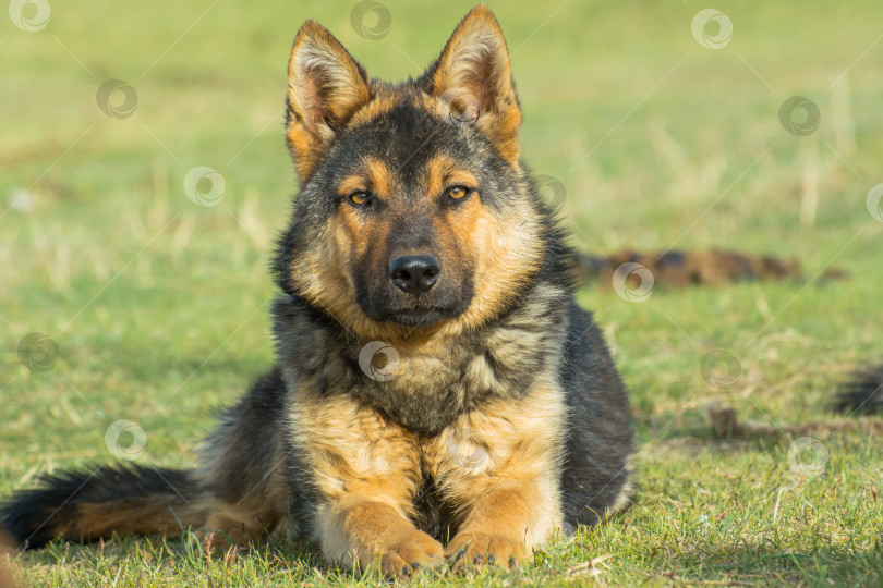 Скачать Немецкая овчарка (Canis lupus familiaris) в горах Кыргызстана. фотосток Ozero