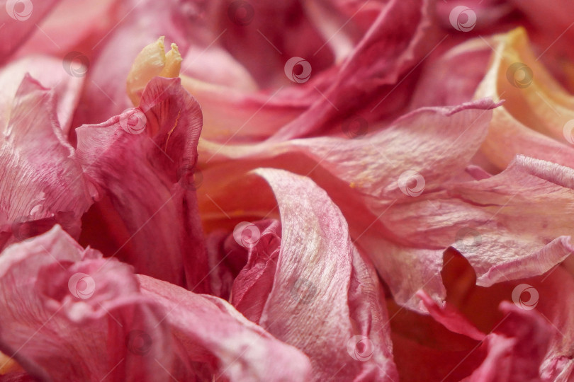 Скачать Природный узор из лепестков тюльпана для естественного фона фотосток Ozero