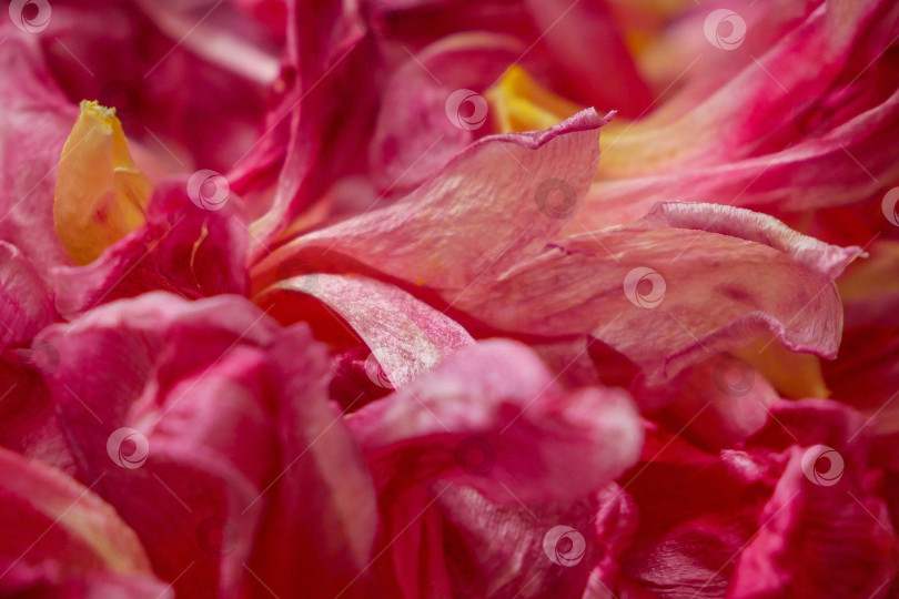 Скачать Природный узор из лепестков тюльпана для естественного фона фотосток Ozero