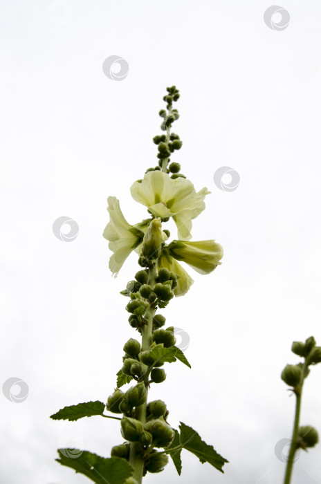 Скачать Мальва лекарственная (Malva officinalis) фотосток Ozero
