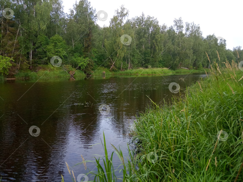 Скачать Река Мга в нижнем течении фотосток Ozero