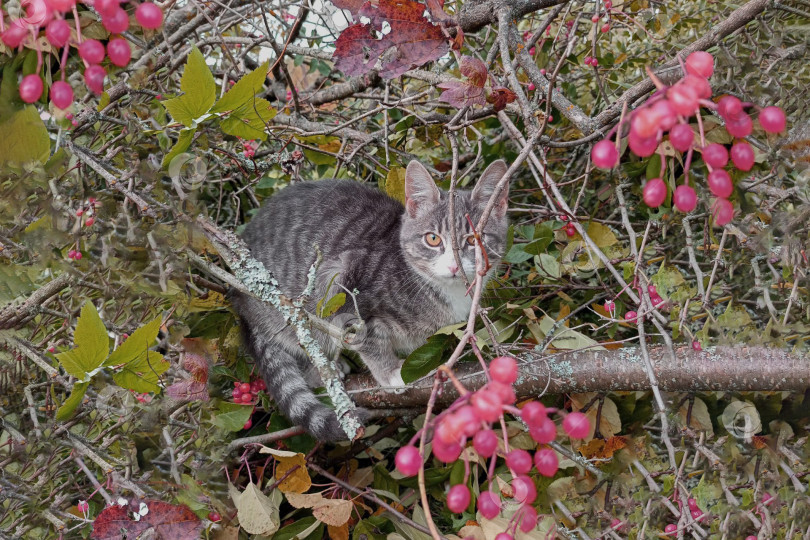 Скачать Кошка фотосток Ozero