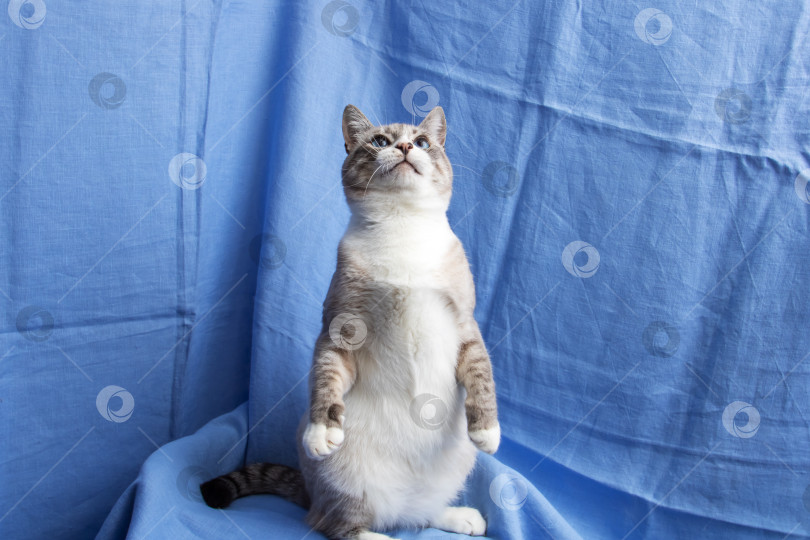 Скачать Портрет серой кошки с голубыми глазами на синем фоне фотосток Ozero