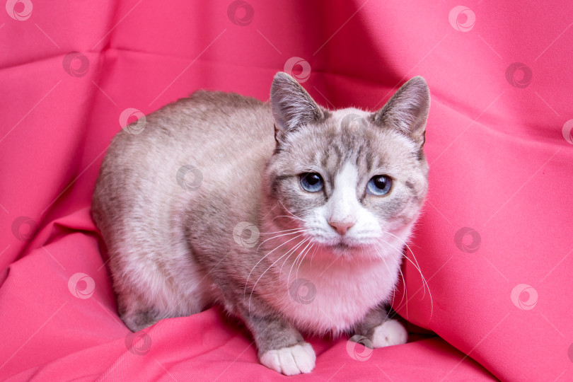 Скачать Серая кошка с голубыми глазами, лежащая на розовом фоне фотосток Ozero