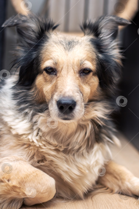 Скачать Серая лохматая собака дома, портрет крупным планом фотосток Ozero