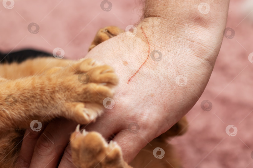 Скачать Рыжий кот обнюхивает поцарапанную руку дома фотосток Ozero
