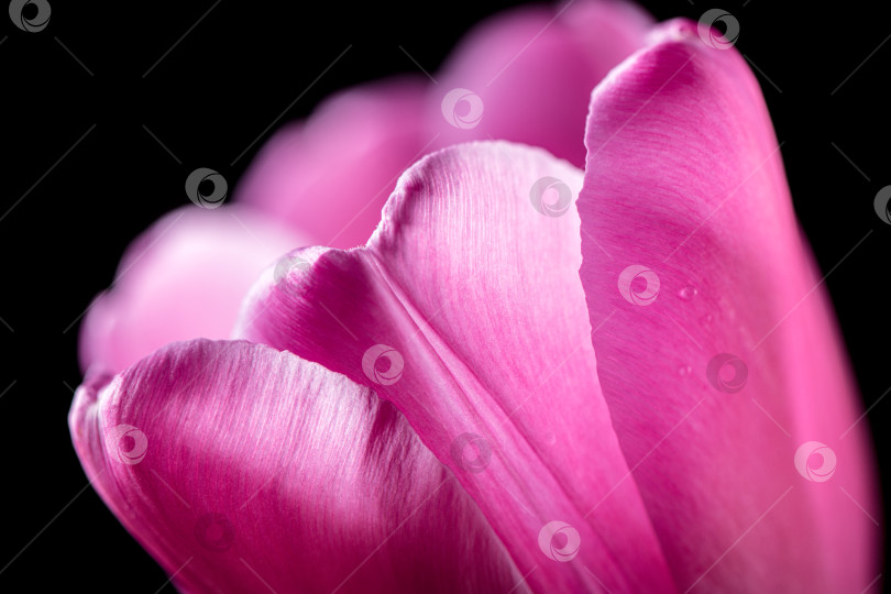 Скачать Ярко-розовый тюльпан на черном фоне. Концепция весны, праздника, весеннего цветения фотосток Ozero
