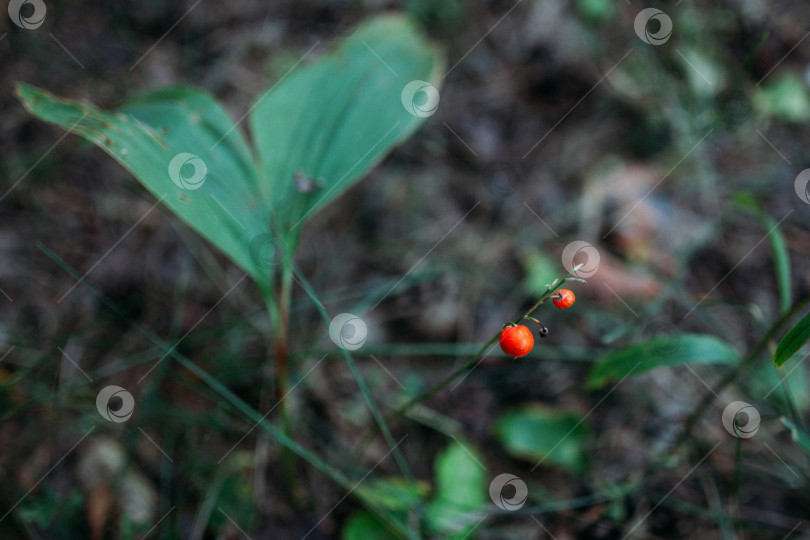 Скачать Красно-оранжевая ягода ландыша фотосток Ozero
