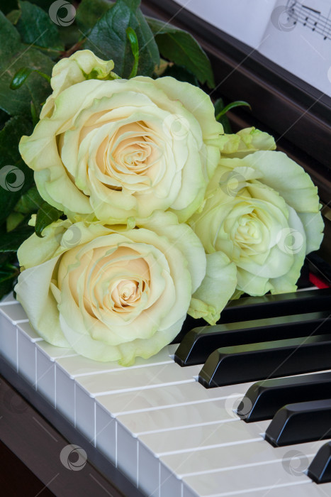 Скачать Три нежно-бело-зеленые розы на клавишах пианино фотосток Ozero