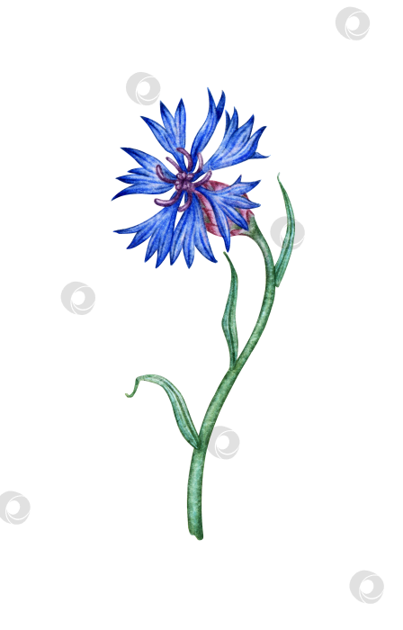 Скачать Голубой полевой цветок Василек акварелью фотосток Ozero