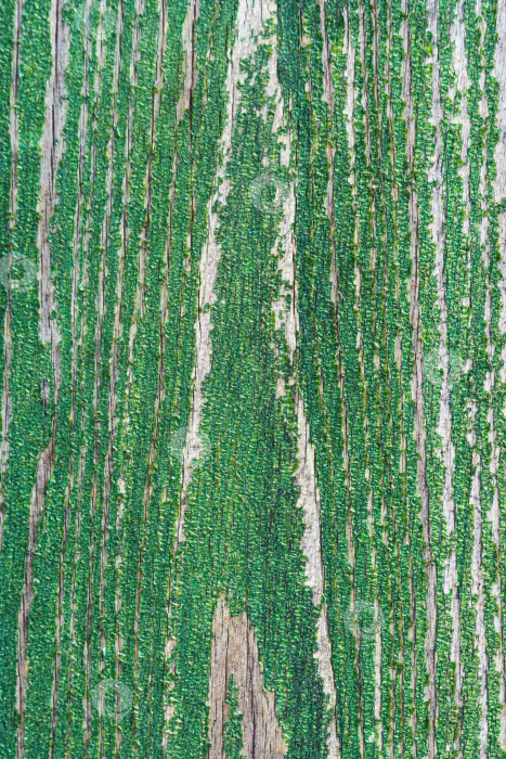 Скачать Крупным планом вид текстуры дерева с естественным рисунком (фон, текстура) фотосток Ozero