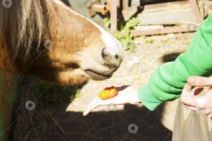 Скачать Кормление лошади морковкой с руки человеком. фотосток Ozero