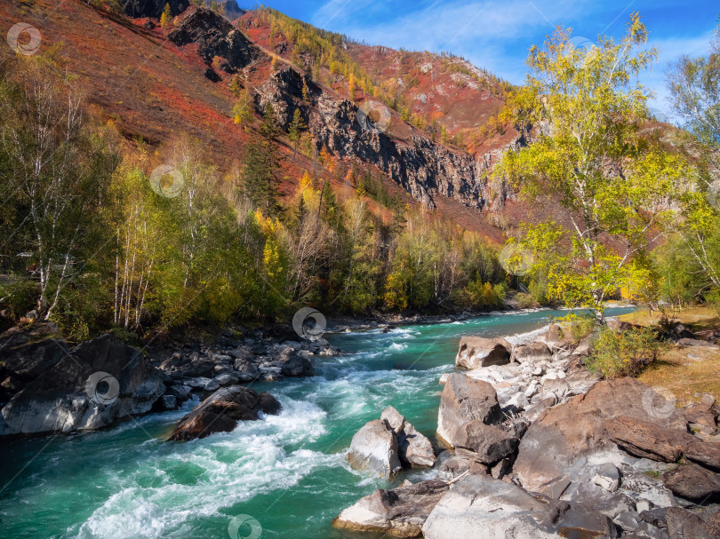 Скачать горная река и желтые деревья в осенних красках в осеннее время фотосток Ozero