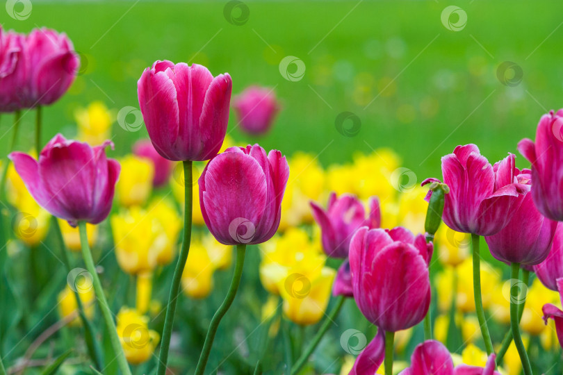 Скачать поле желтых и розовых тюльпанов фотосток Ozero