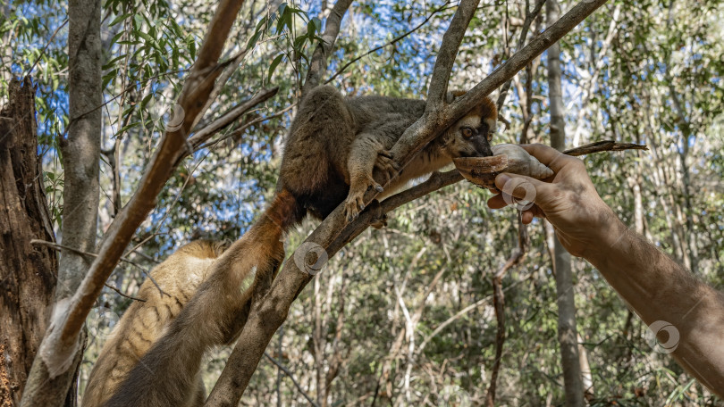 Скачать Два очаровательных обыкновенных коричневых лемура Eulemur albifrons фотосток Ozero