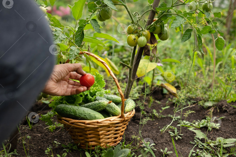 Скачать Крупным планом зрелый мужчина-фермер держит в руках корзину со свежесобранными на данный момент овощами, довольный своим урожаем фотосток Ozero