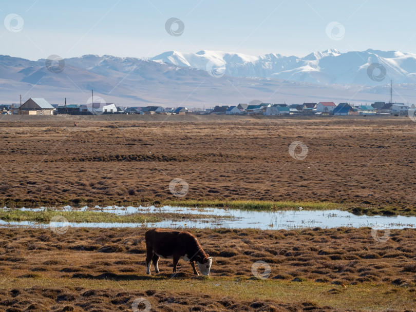 Скачать корова пасется на заболоченном осеннем лугу фотосток Ozero